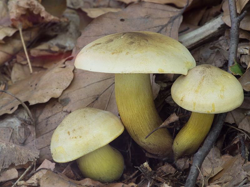 Tricholoma sulphureum